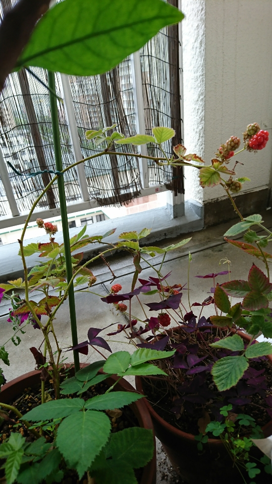 この画像には alt 属性が指定されておらず、ファイル名は DSC_1404.jpg です