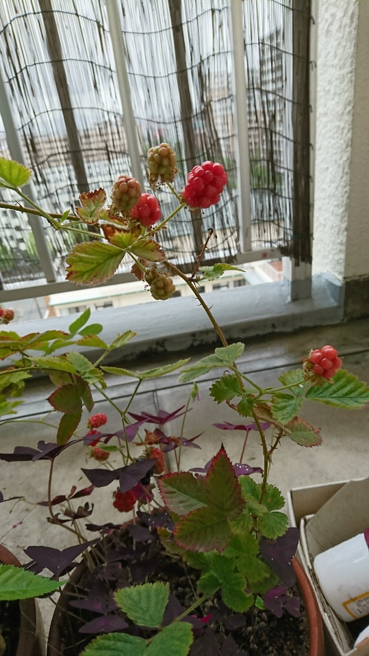 この画像には alt 属性が指定されておらず、ファイル名は DSC_1405.jpg です